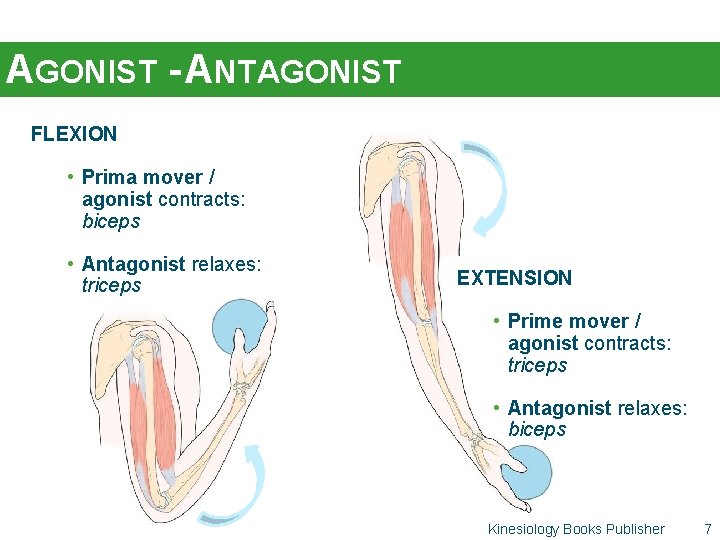 AGONIST - ANTAGONIST FLEXION • Prima mover / agonist contracts: biceps • Antagonist relaxes: