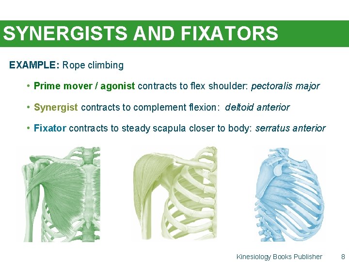 SYNERGISTS AND FIXATORS EXAMPLE: Rope climbing • Prime mover / agonist contracts to flex