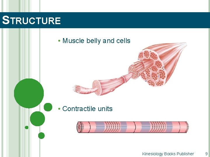 STRUCTURE • Muscle belly and cells • Contractile units Kinesiology Books Publisher 9 