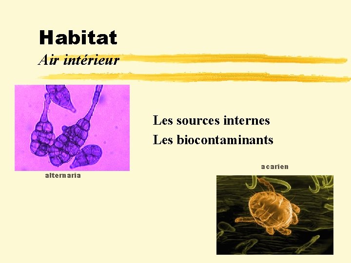 Habitat Air intérieur Les sources internes Les biocontaminants alternaria acarien 