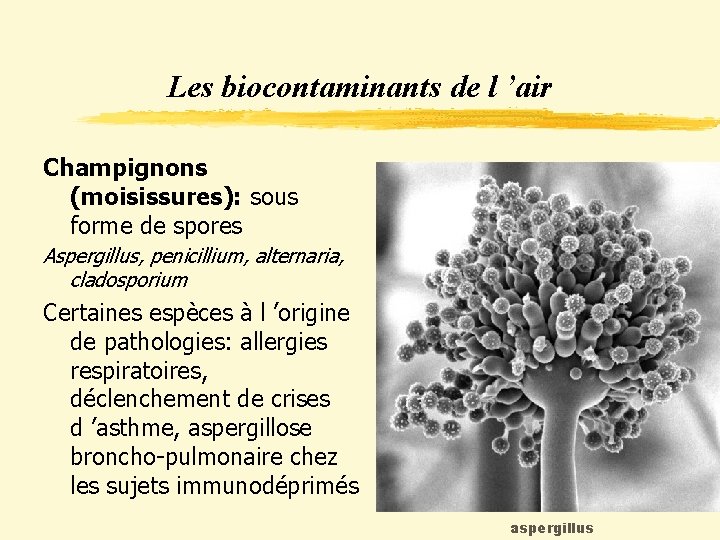 Les biocontaminants de l ’air Champignons (moisissures): sous forme de spores Aspergillus, penicillium, alternaria,