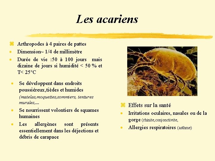 Les acariens z Arthropodes à 4 paires de pattes · Dimension~ 1/4 de millimètre