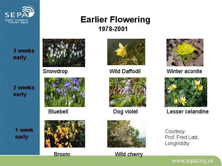 Earlier Flowering 1978 -2001 3 weeks early Snowdrop Wild Daffodil Winter aconite 2 weeks