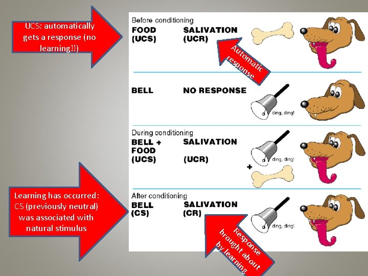 UCS: automatically gets a response (no learning!!) Learning has occurred: CS (previously neutral) was