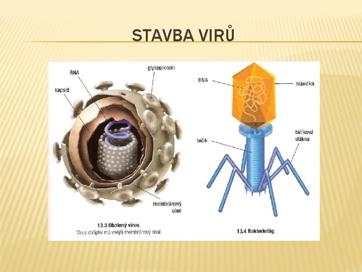 STAVBA VIRŮ 