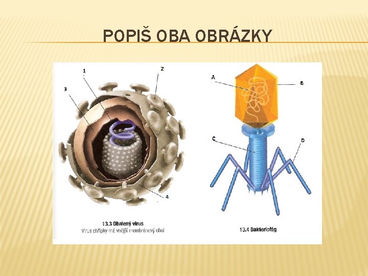 POPIŠ OBA OBRÁZKY 