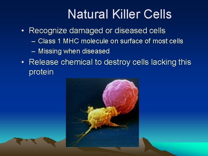 Natural Killer Cells • Recognize damaged or diseased cells – Class 1 MHC molecule
