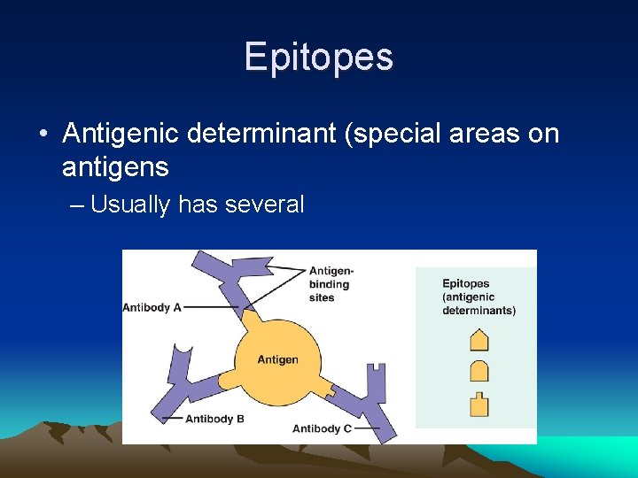 Epitopes • Antigenic determinant (special areas on antigens – Usually has several 