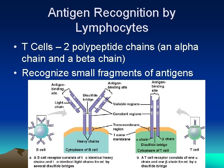 Antigen Recognition by Lymphocytes • T Cells – 2 polypeptide chains (an alpha chain