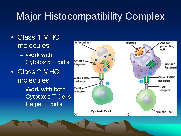 Major Histocompatibility Complex • Class 1 MHC molecules – Work with Cytotoxic T cells