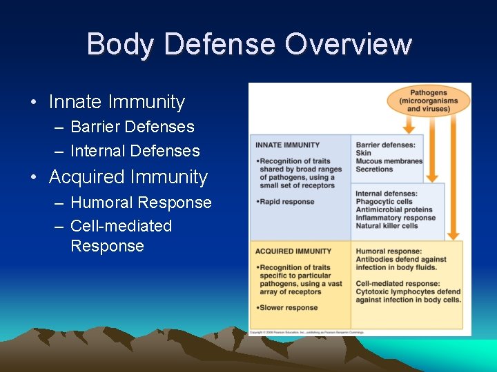 Body Defense Overview • Innate Immunity – Barrier Defenses – Internal Defenses • Acquired