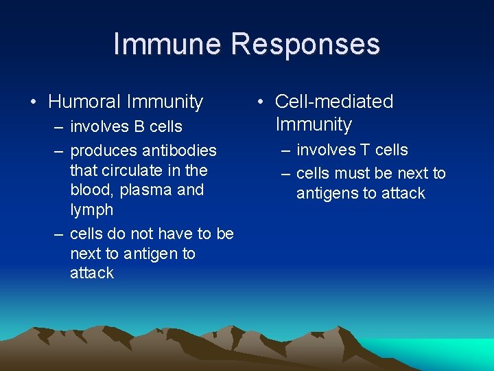 Immune Responses • Humoral Immunity – involves B cells – produces antibodies that circulate