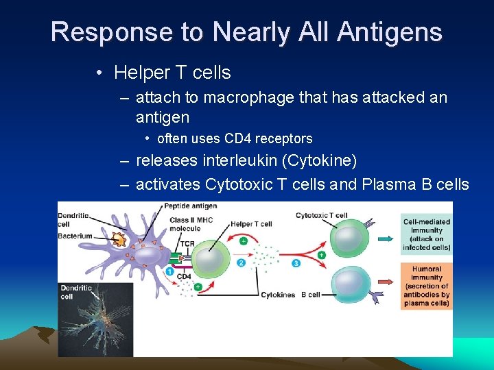 Response to Nearly All Antigens • Helper T cells – attach to macrophage that