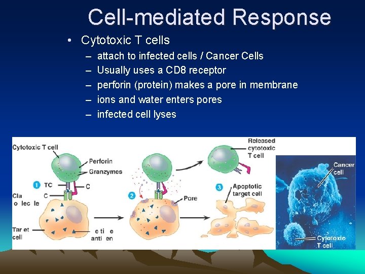 Cell-mediated Response • Cytotoxic T cells – – – attach to infected cells /