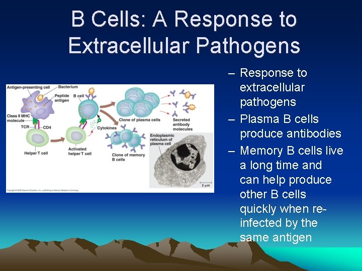 B Cells: A Response to Extracellular Pathogens – Response to extracellular pathogens – Plasma