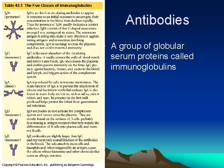 Antibodies • A group of globular serum proteins called immunoglobulins 