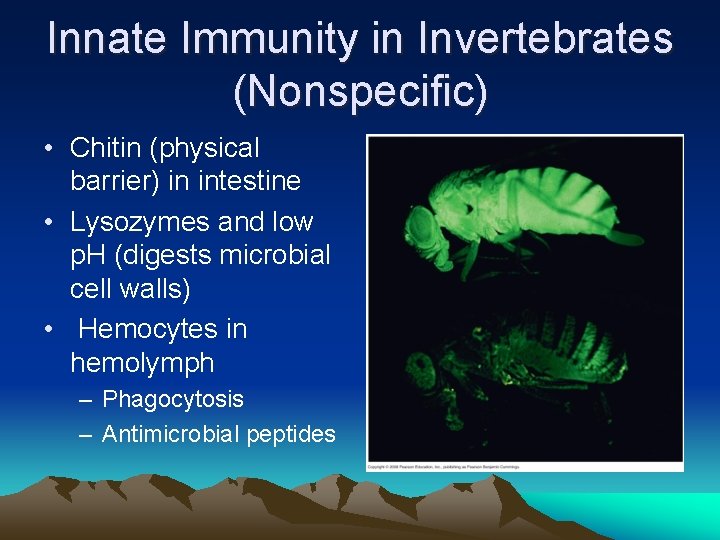 Innate Immunity in Invertebrates (Nonspecific) • Chitin (physical barrier) in intestine • Lysozymes and