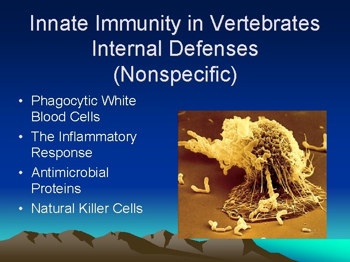 Innate Immunity in Vertebrates Internal Defenses (Nonspecific) • Phagocytic White Blood Cells • The