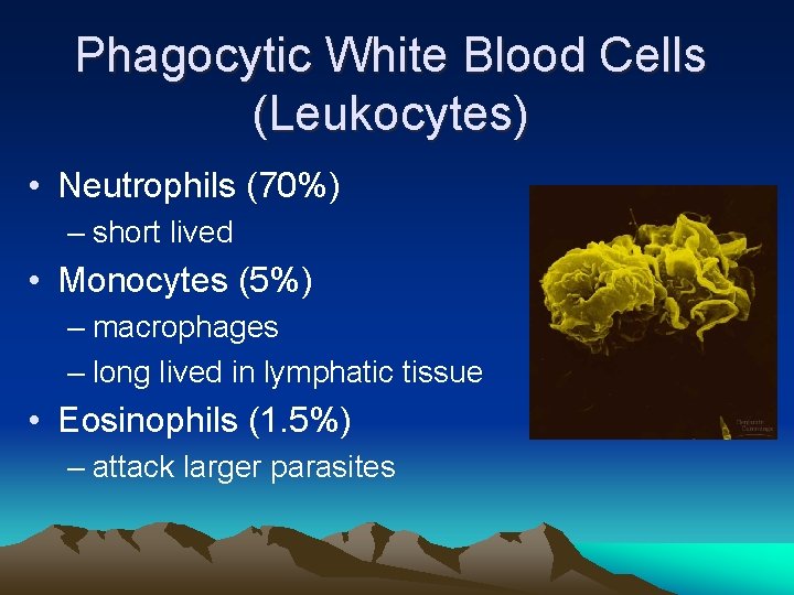 Phagocytic White Blood Cells (Leukocytes) • Neutrophils (70%) – short lived • Monocytes (5%)