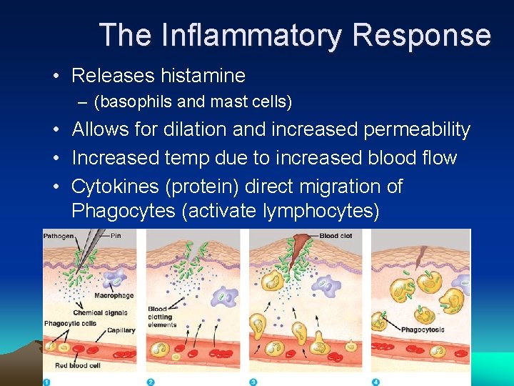 The Inflammatory Response • Releases histamine – (basophils and mast cells) • Allows for