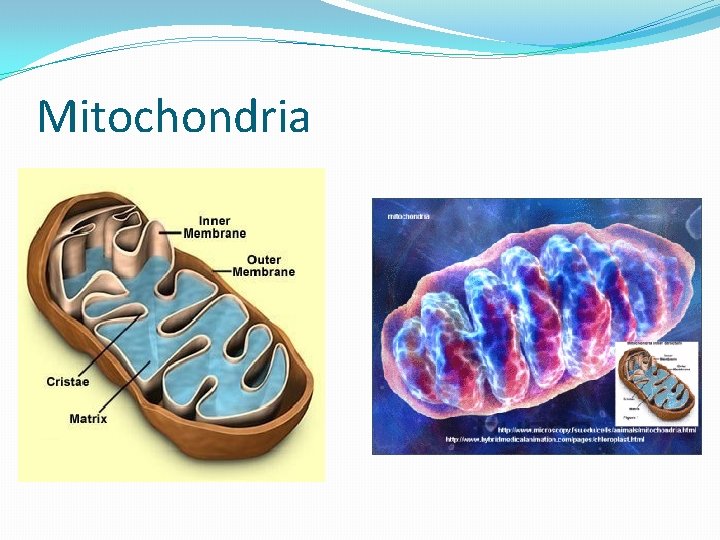 Mitochondria 