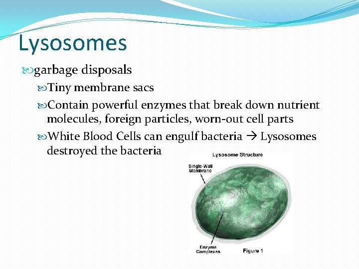 Lysosomes garbage disposals Tiny membrane sacs Contain powerful enzymes that break down nutrient molecules,