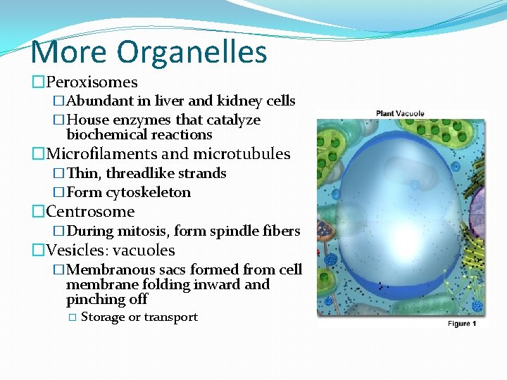 More Organelles �Peroxisomes �Abundant in liver and kidney cells �House enzymes that catalyze biochemical