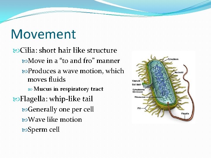 Movement Cilia: short hair like structure Move in a “to and fro” manner Produces