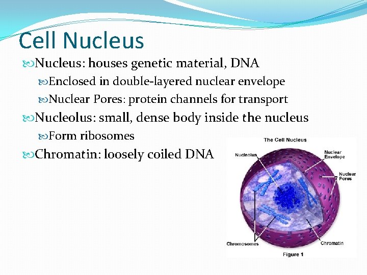 Cell Nucleus: houses genetic material, DNA Enclosed in double-layered nuclear envelope Nuclear Pores: protein