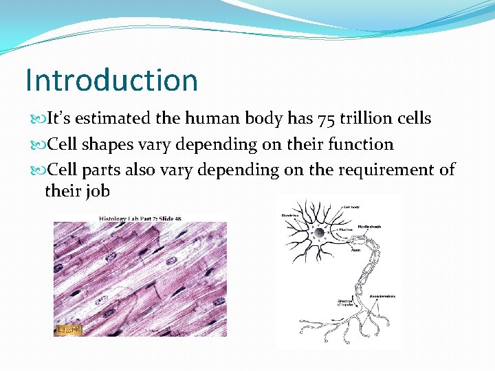 Introduction It’s estimated the human body has 75 trillion cells Cell shapes vary depending