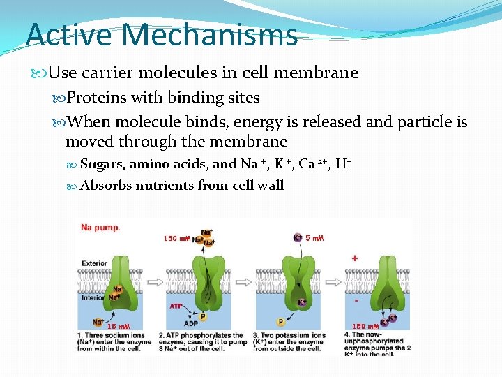 Active Mechanisms Use carrier molecules in cell membrane Proteins with binding sites When molecule