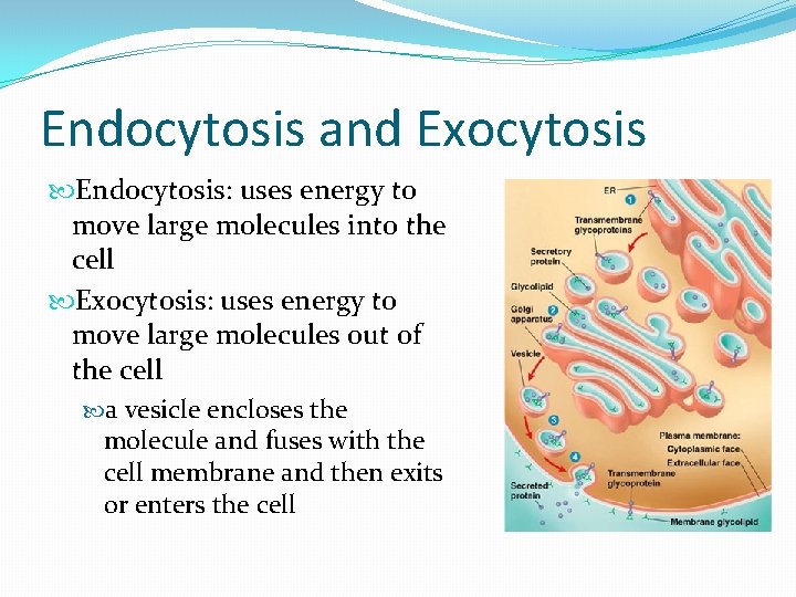 Endocytosis and Exocytosis Endocytosis: uses energy to move large molecules into the cell Exocytosis: