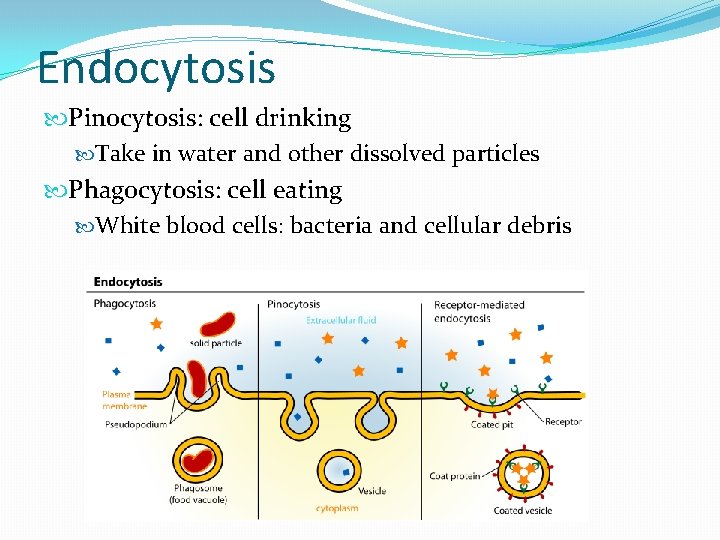 Endocytosis Pinocytosis: cell drinking Take in water and other dissolved particles Phagocytosis: cell eating