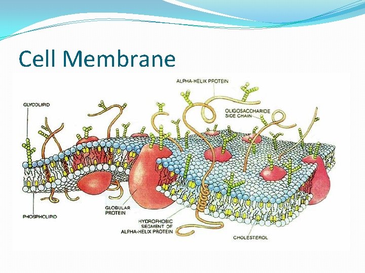 Cell Membrane 