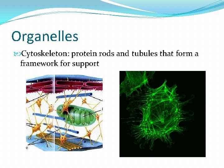 Organelles Cyt 0 skeleton: protein rods and tubules that form a framework for support