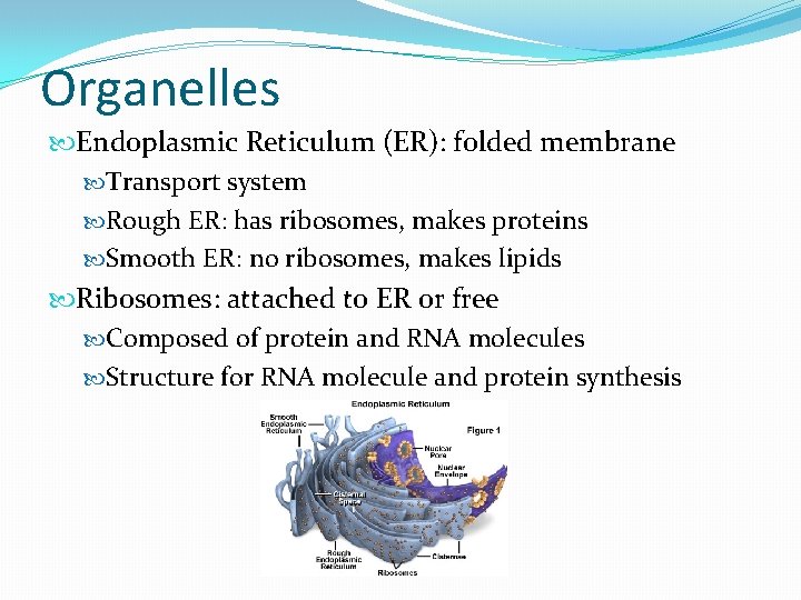 Organelles Endoplasmic Reticulum (ER): folded membrane Transport system Rough ER: has ribosomes, makes proteins