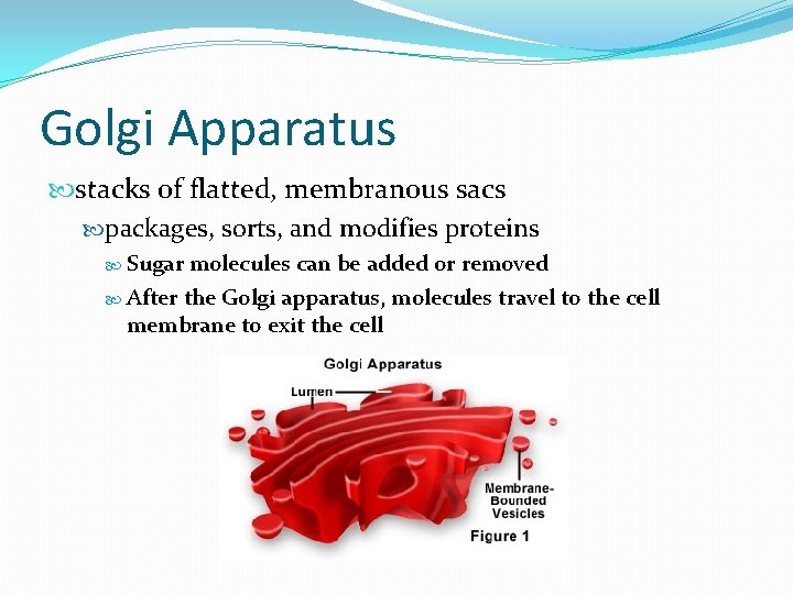 Golgi Apparatus stacks of flatted, membranous sacs packages, sorts, and modifies proteins Sugar molecules