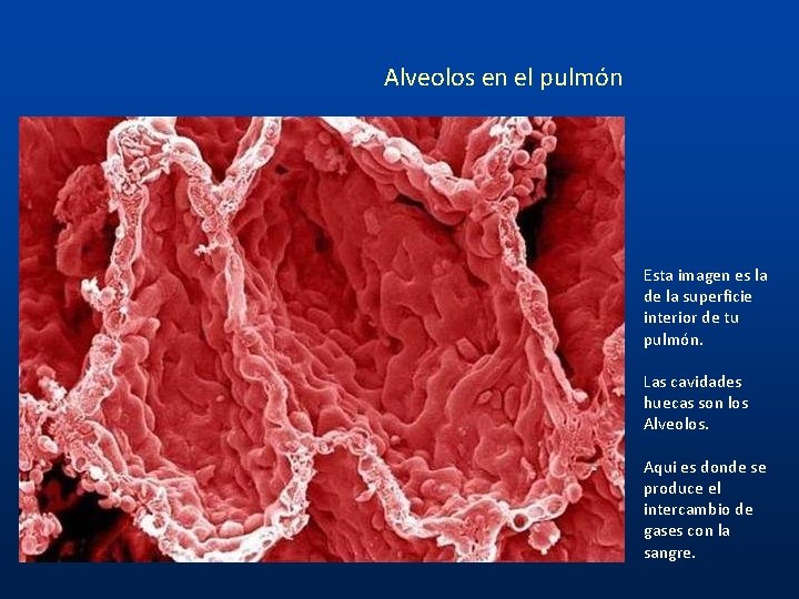 Alveolos en el pulmón Esta imagen es la de la superficie interior de tu