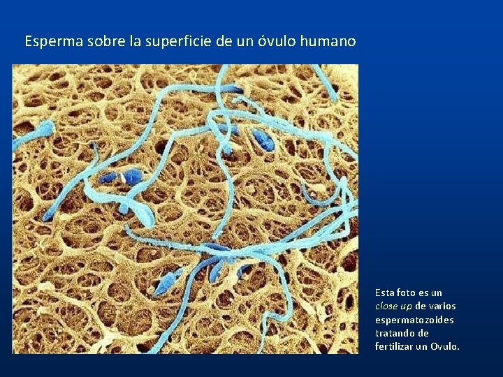 Esperma sobre la superficie de un óvulo humano Esta foto es un close up