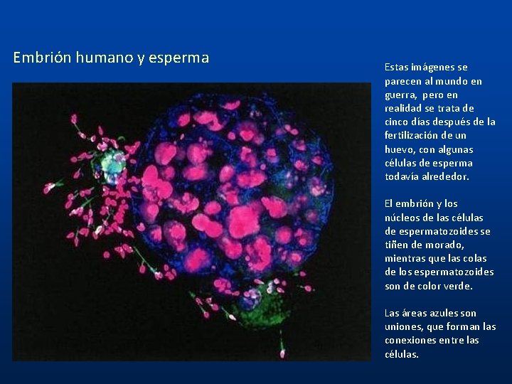 Embrión humano y esperma Estas imágenes se parecen al mundo en guerra, pero en