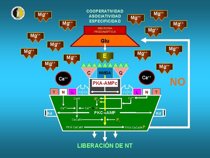 COOPERATIVIDAD ASOCIATIVIDAD ESPECIFICIDAD Mg++ Mg++ NEURONA PRESINÁPTICA Mg++ Glu Mg++ E Mg++ C Ca++