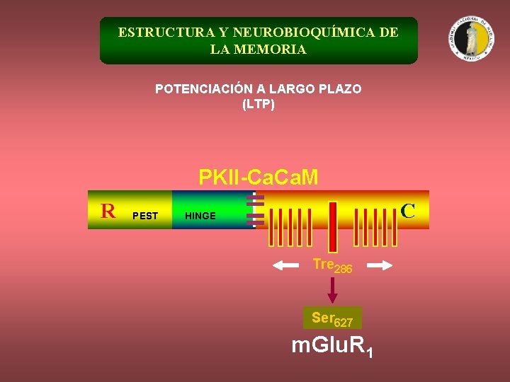 ESTRUCTURA Y NEUROBIOQUÍMICA DE LA MEMORIA POTENCIACIÓN A LARGO PLAZO (LTP) PKII-Ca. M R