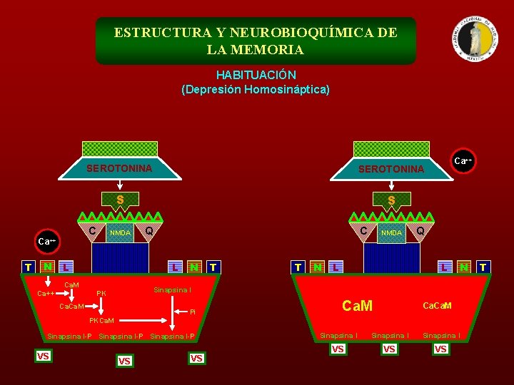 ESTRUCTURA Y NEUROBIOQUÍMICA DE LA MEMORIA HABITUACIÓN (Depresión Homosináptica) SEROTONINA S S C NMDA