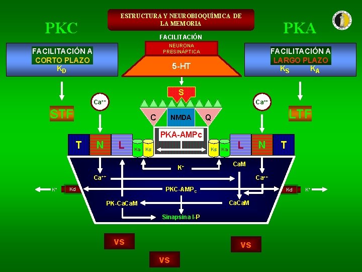 ESTRUCTURA Y NEUROBIOQUÍMICA DE LA MEMORIA PKC PKA FACILITACIÓN NEURONA PRESINÁPTICA FACILITACIÓN A CORTO