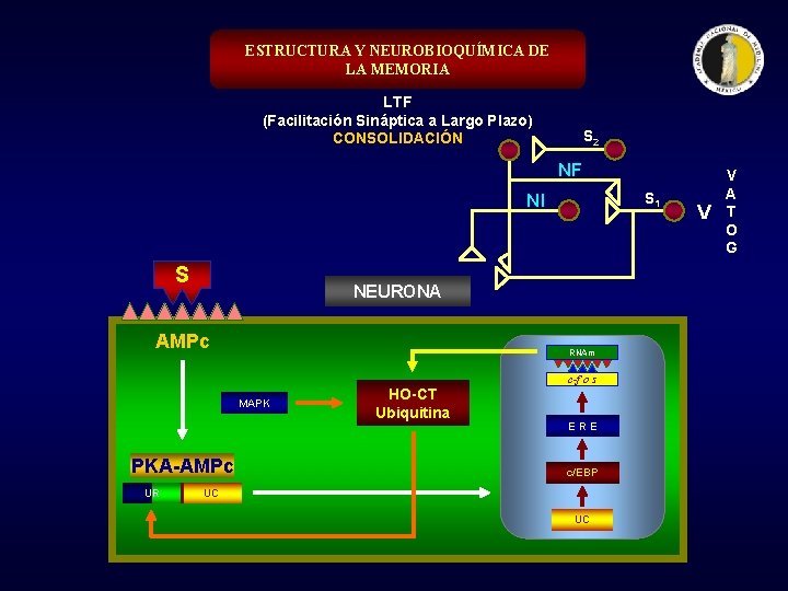 ESTRUCTURA Y NEUROBIOQUÍMICA DE LA MEMORIA LTF (Facilitación Sináptica a Largo Plazo) CONSOLIDACIÓN S