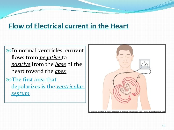 Flow of Electrical current in the Heart In normal ventricles, current flows from negative