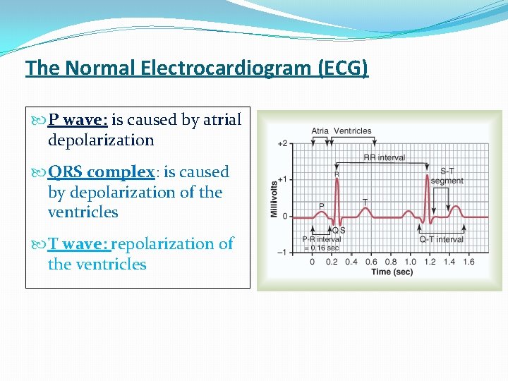 The Normal Electrocardiogram (ECG) P wave: is caused by atrial depolarization QRS complex: is