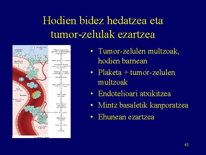 Hodien bidez hedatzea eta tumor-zelulak ezartzea • Tumor-zelulen multzoak, hodien barnean • Plaketa +