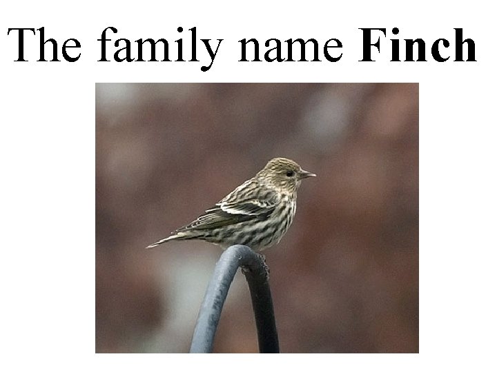 The family name Finch 
