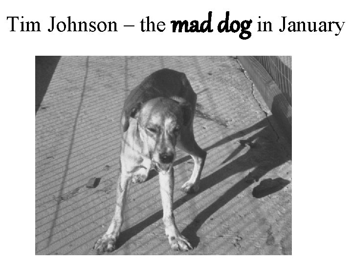 Tim Johnson – the mad dog in January 